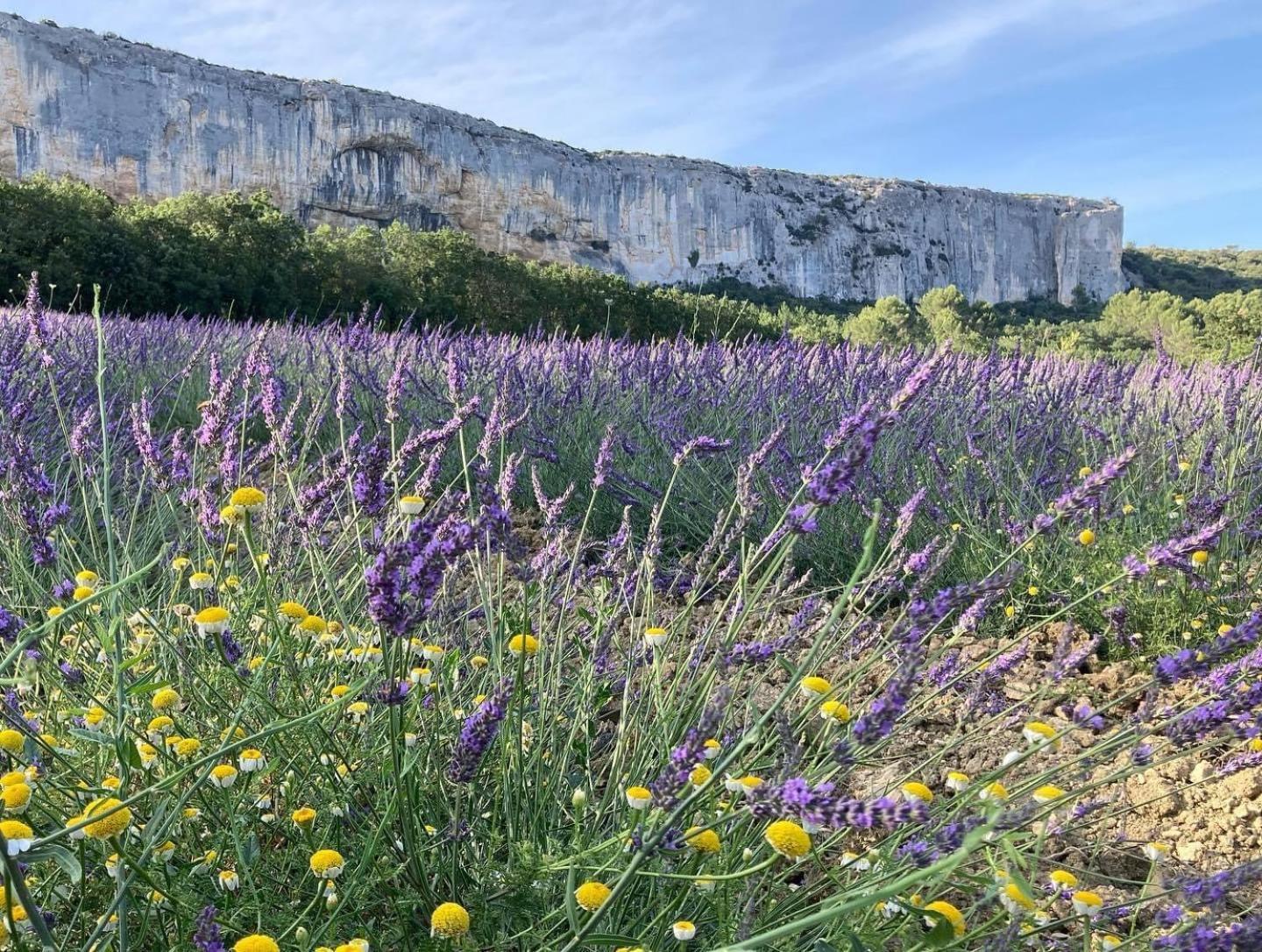 Gite La Madeleine Du Luberon. Lioux Buitenkant foto