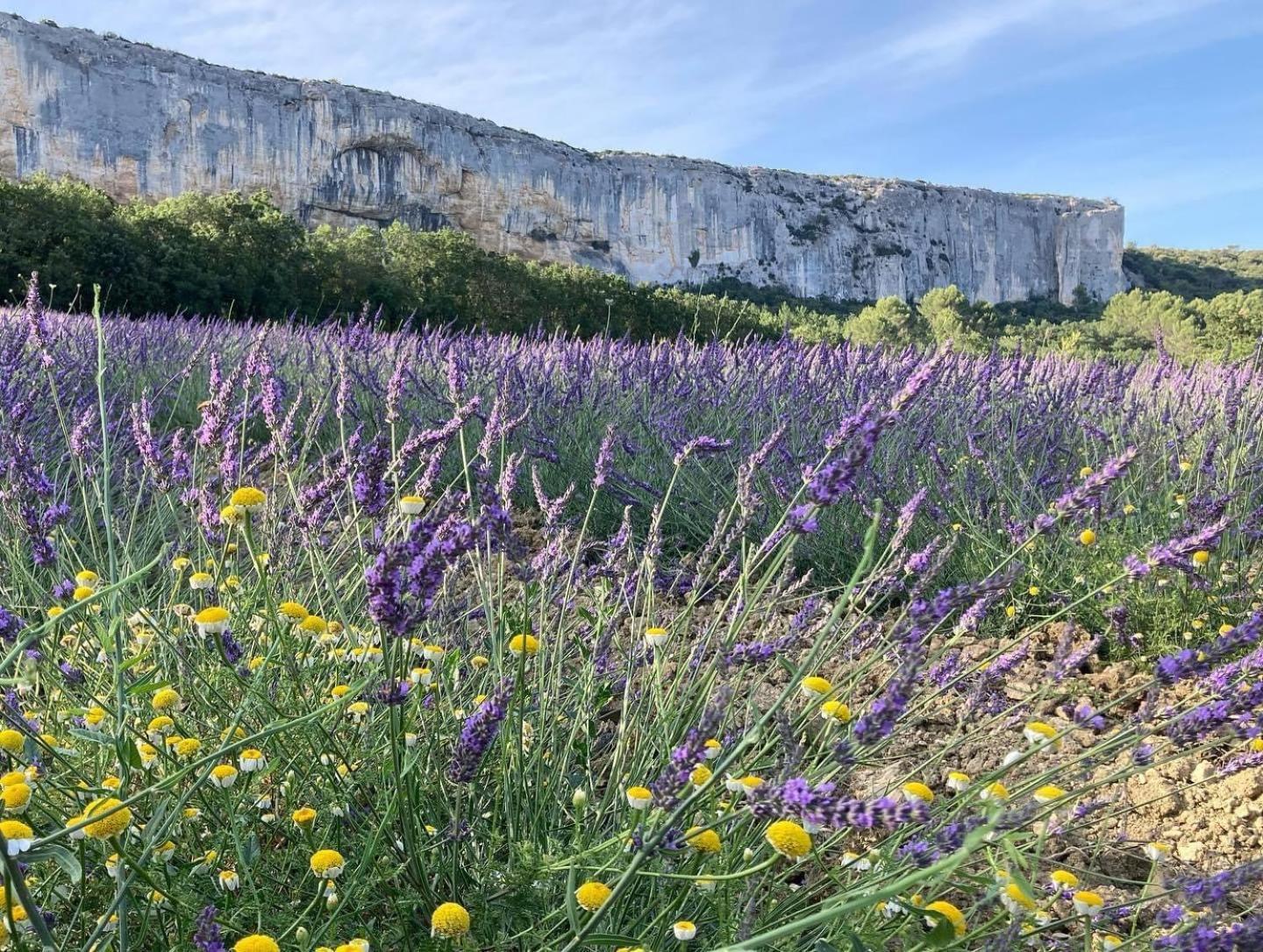 Gite La Madeleine Du Luberon. Villa Lioux Buitenkant foto